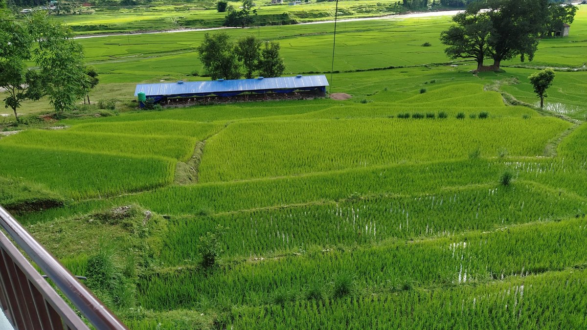 Green terraced rice paddies — a starch-crop farming landscape of the kind that favoured extra AMY1 amylase copies in human genetic adaptation, a Panacea Bio Chem review by Bogdan Dicoias
