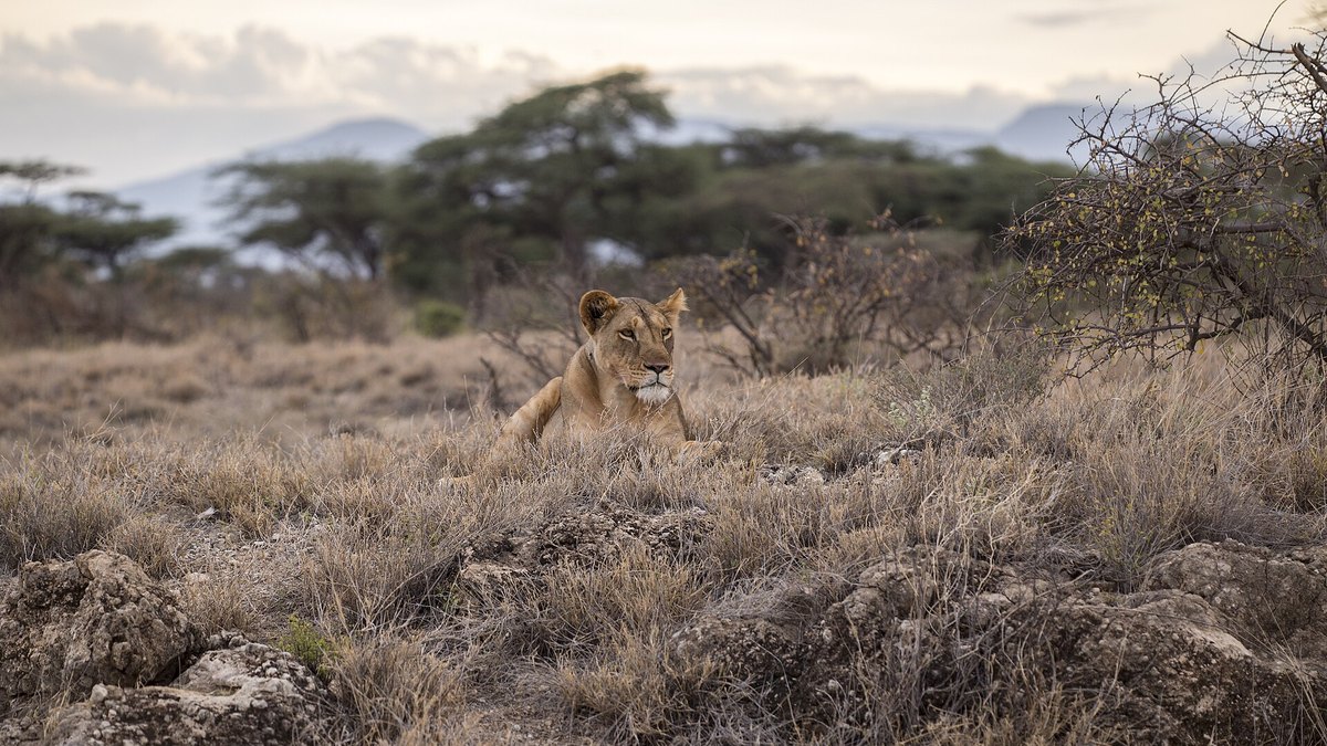 African savanna grassland at dusk with acacia trees — the tsetse-fly landscape behind APOL1 trypanosome-resistance adaptation in human genetics, a Panacea Bio Chem review by Bogdan Dicoias